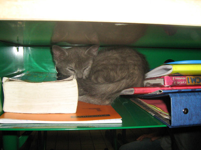 tam_tam_bureau_romain_reduite.jpg