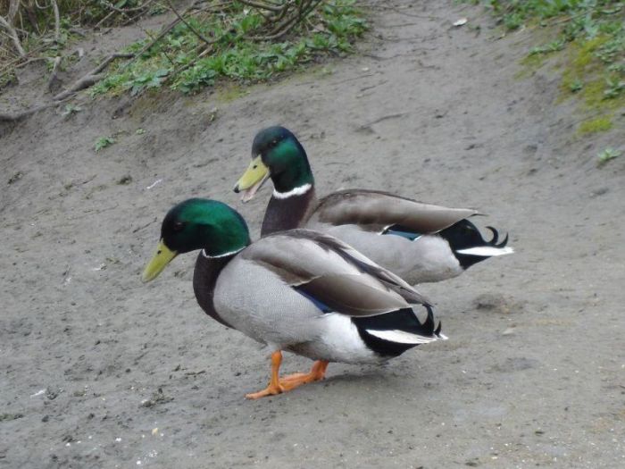 3884